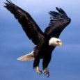 eaglePAW